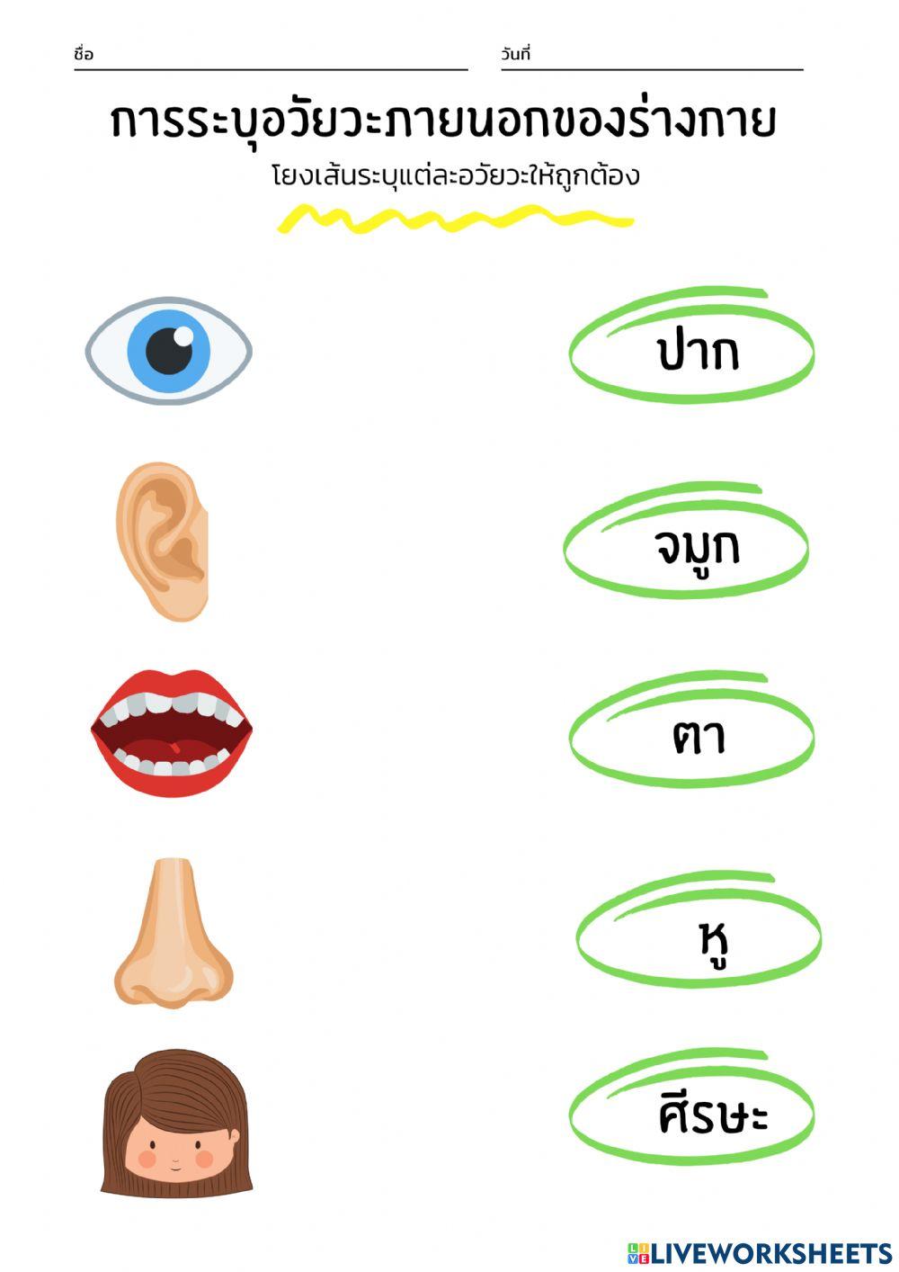 อวัยวะภายนอกร่างกาย