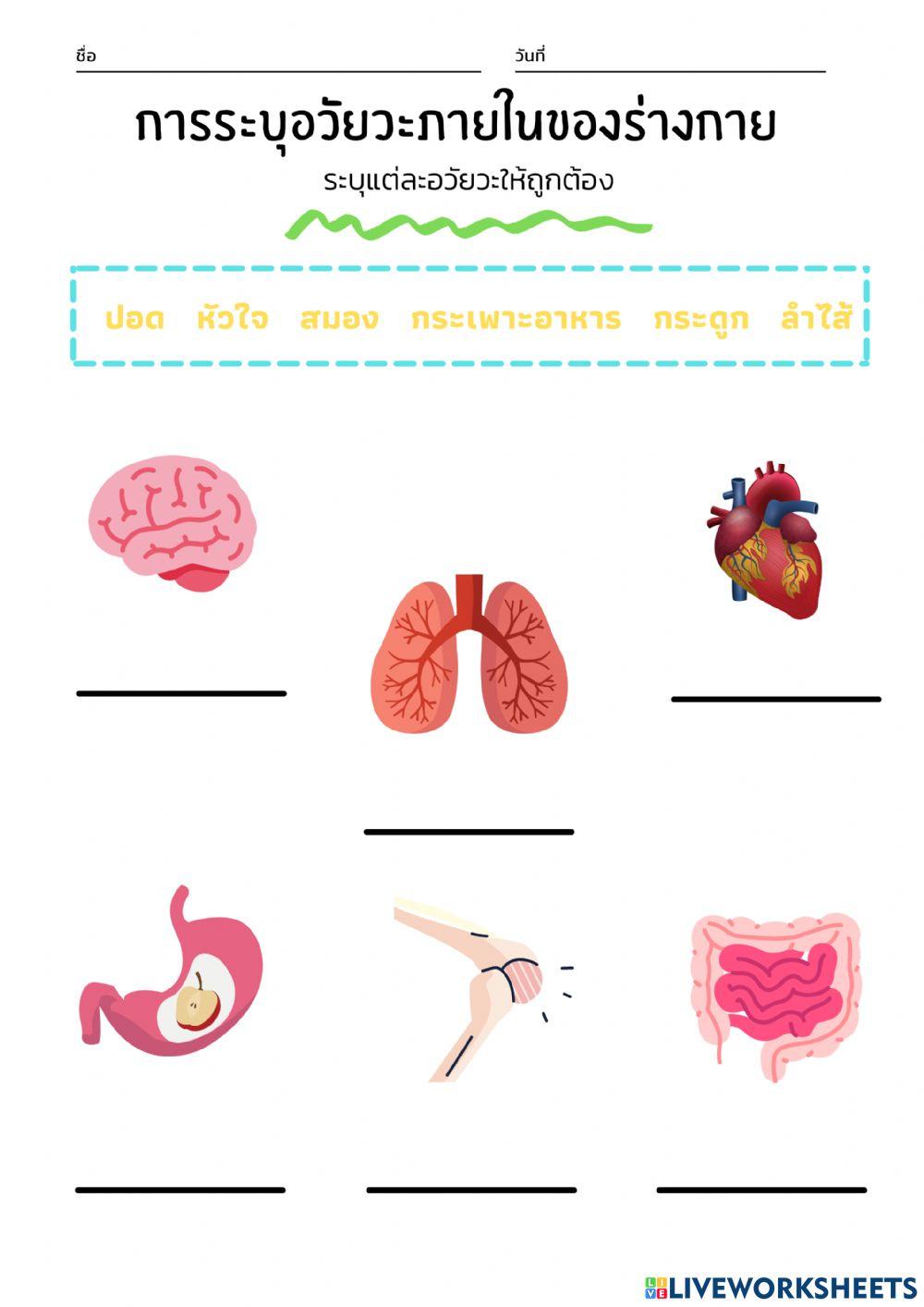อวัยวะภายในร่างกาย
