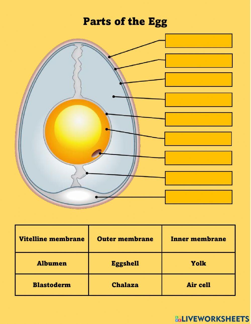 parts-of-the-egg-interactive-worksheet-live-worksheets