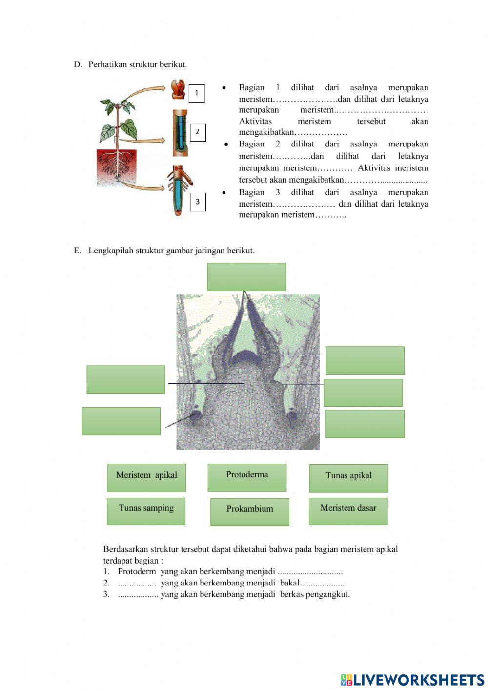 Lkpd jaringan meristem