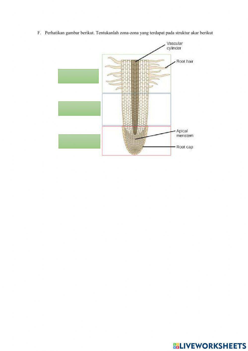 Lkpd jaringan meristem
