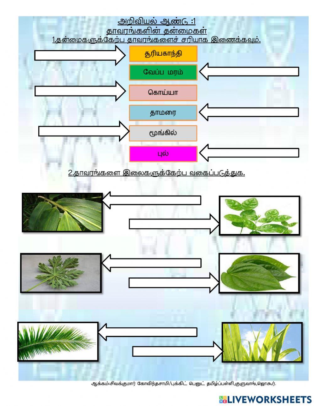 தாவரங்களின் தன்மைகள்