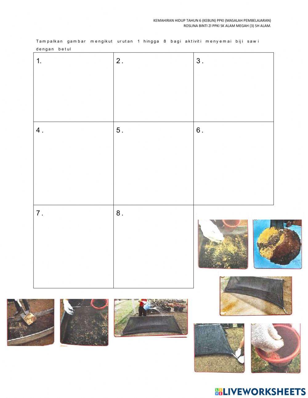 Semai biji benih sawi ppki