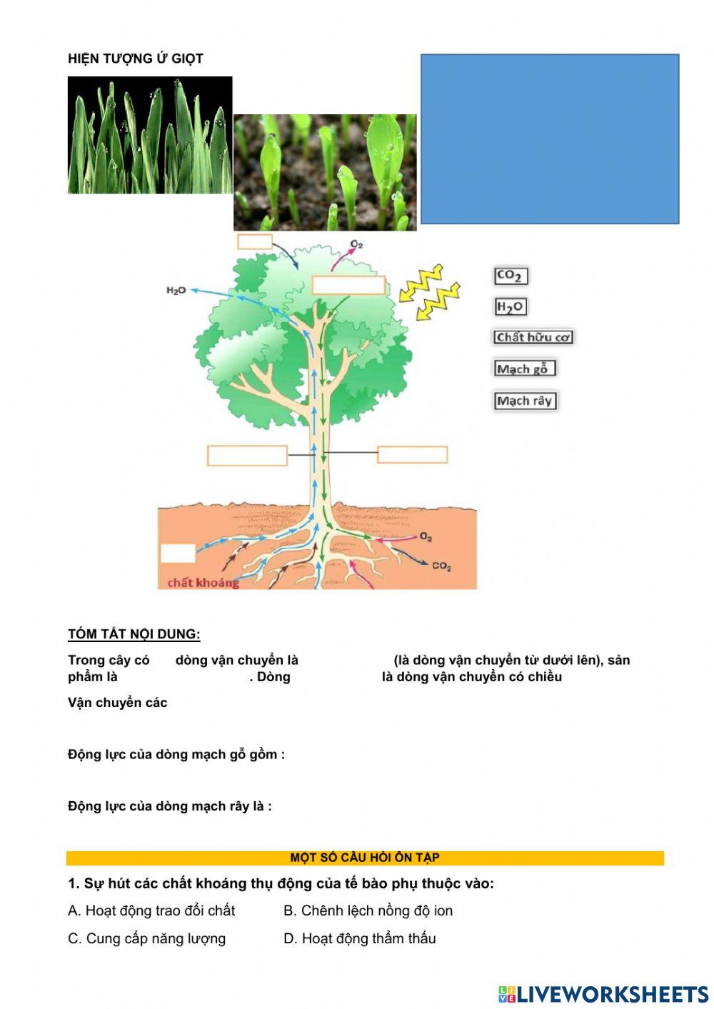 Bài 2. sinh học 11. vận chuyển các chất trong cây