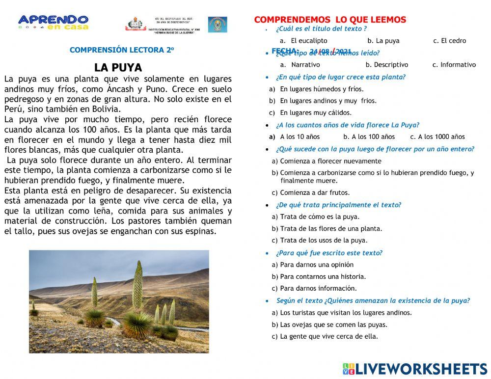 Comprensión de lectura: La puya