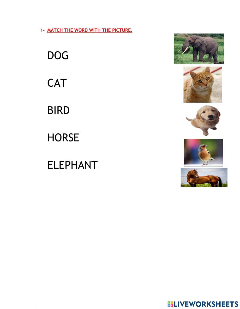 Animals