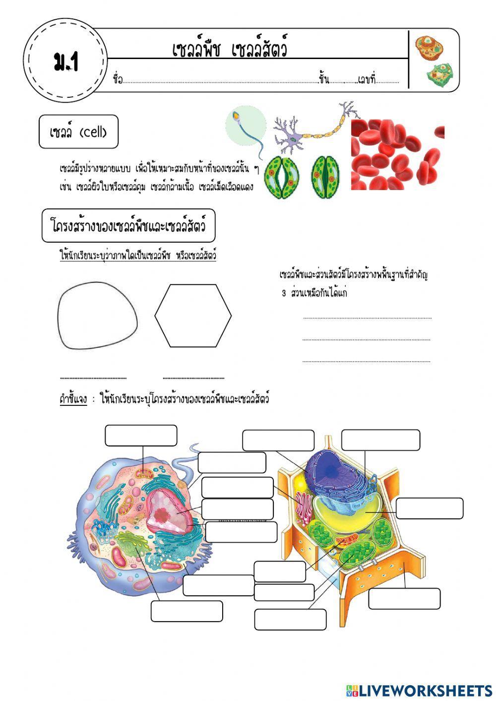 เซลล์พืชเซลล์สัตว์