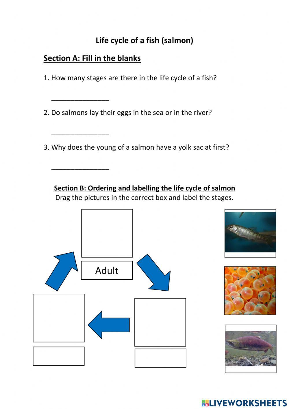 Life cycle of fish (no checking answers)
