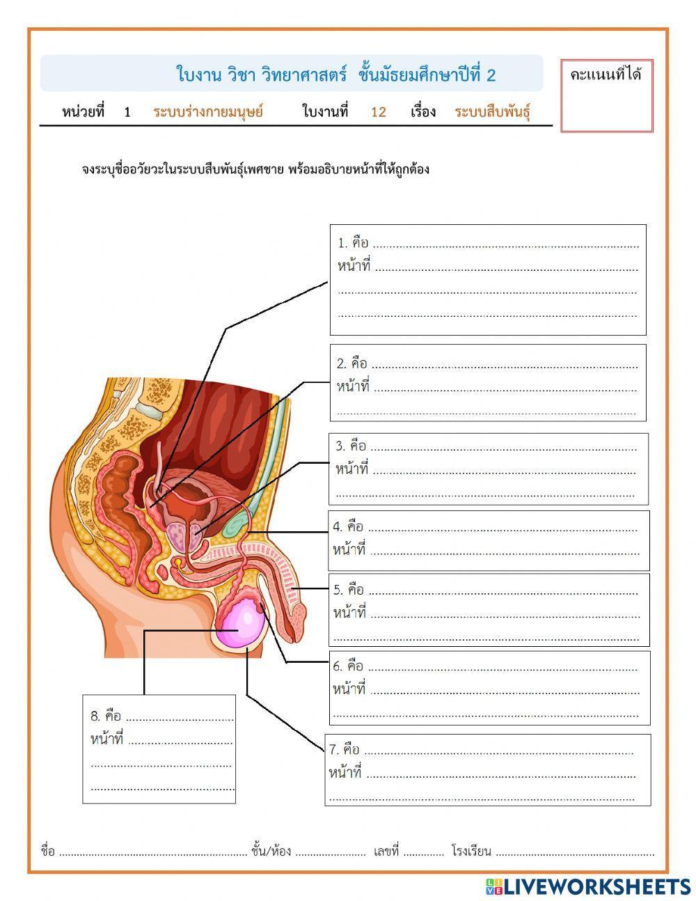ระบบสืบพันธุ์เพศชาย