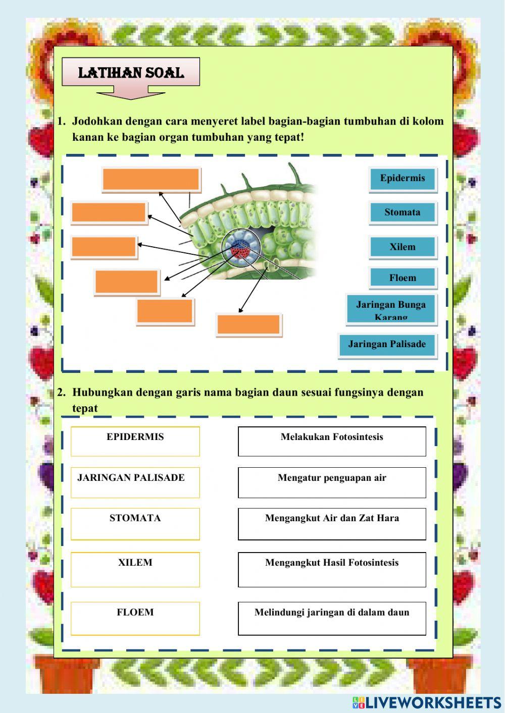 Struktur dan Jaringan Daun dan Bunga