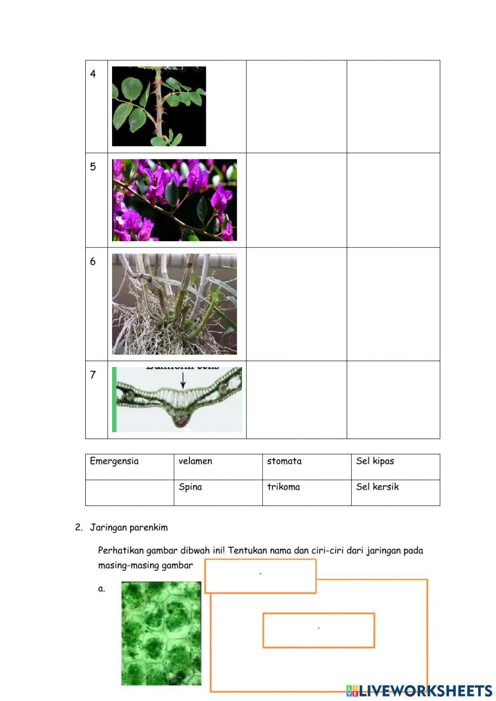 LKPD Jaringan permanen
