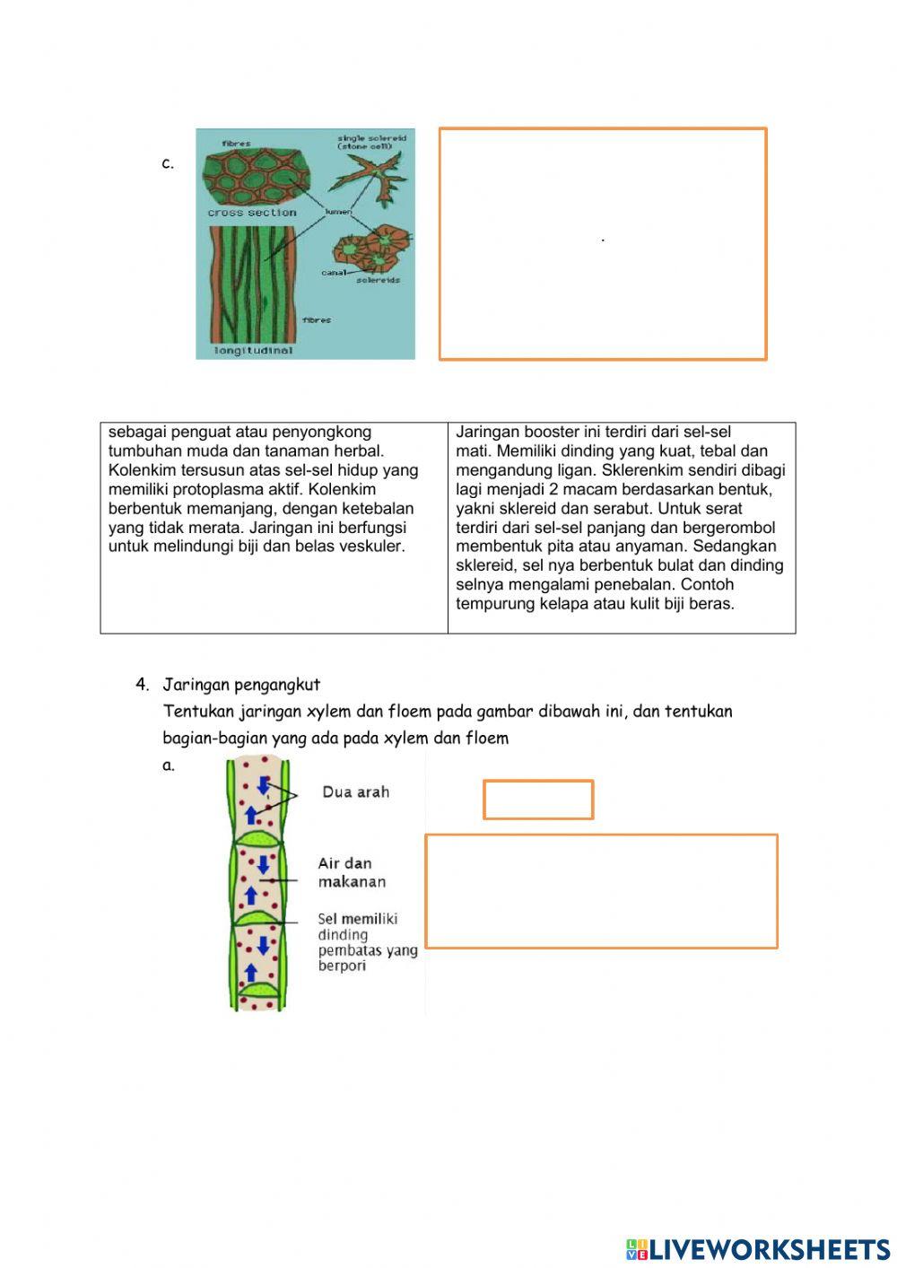 LKPD Jaringan permanen