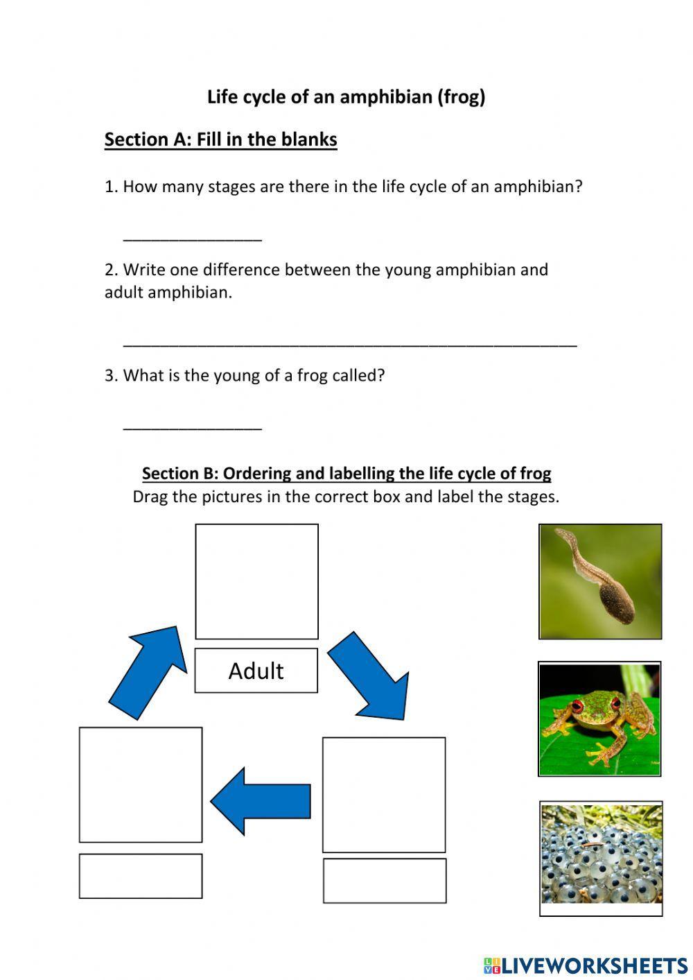 Life cycle of amphibian
