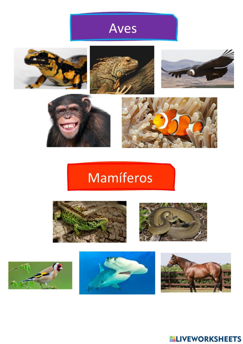Animales vertebrados
