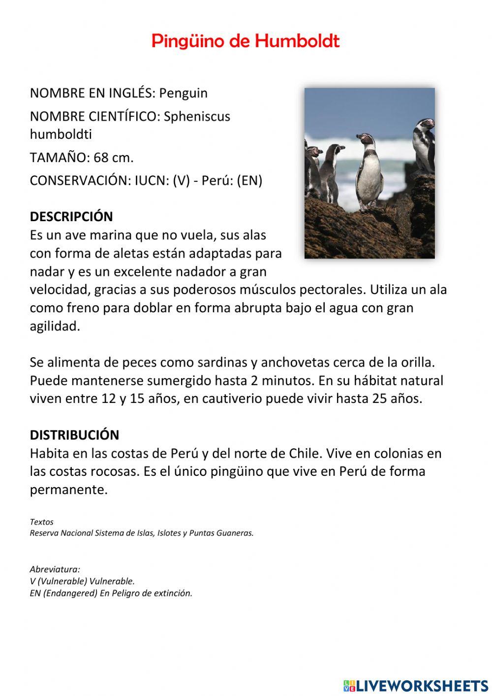 Pingúino de Humboldt