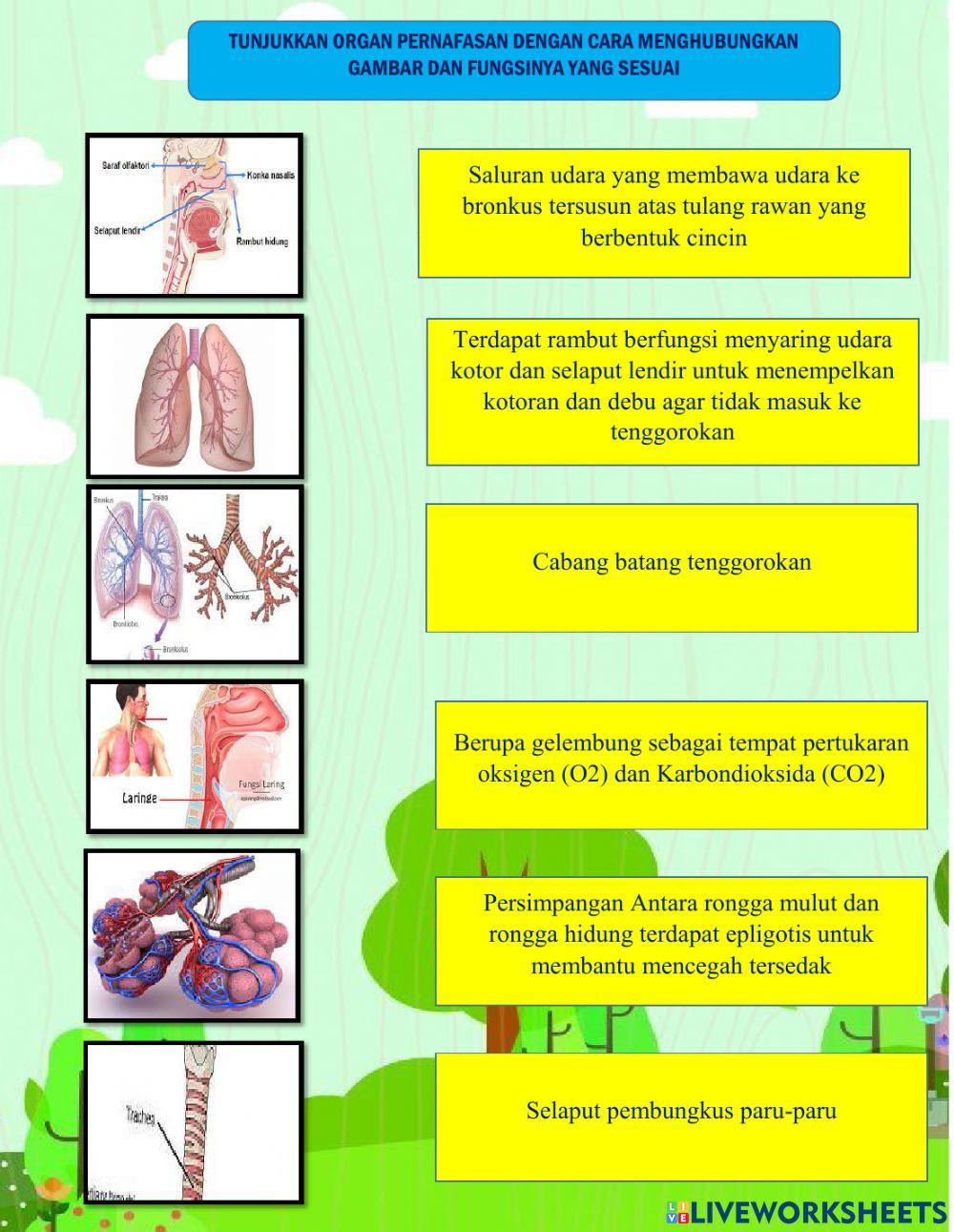 Lkpd  ipa sistem pernafasan