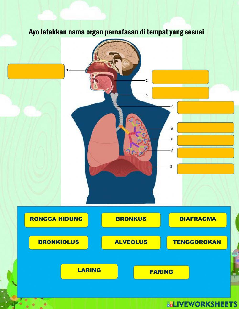 Lkpd  ipa sistem pernafasan