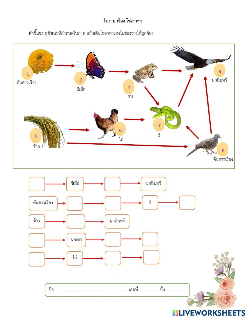 โซ่อาหาร