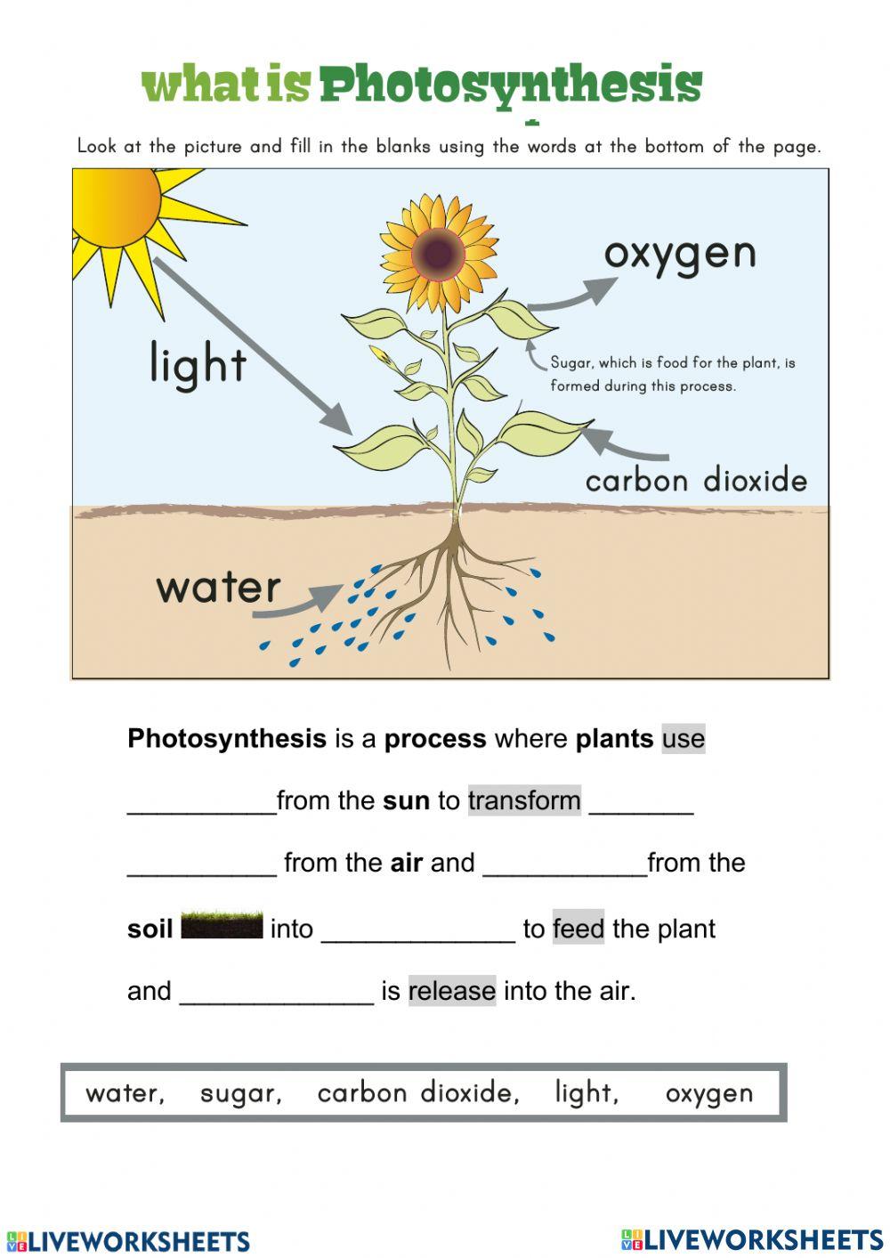 1301940 Photosynthesis Asma Begum LiveWorksheets 1301940 Photosynthesis Asma Begum LiveWorksheets