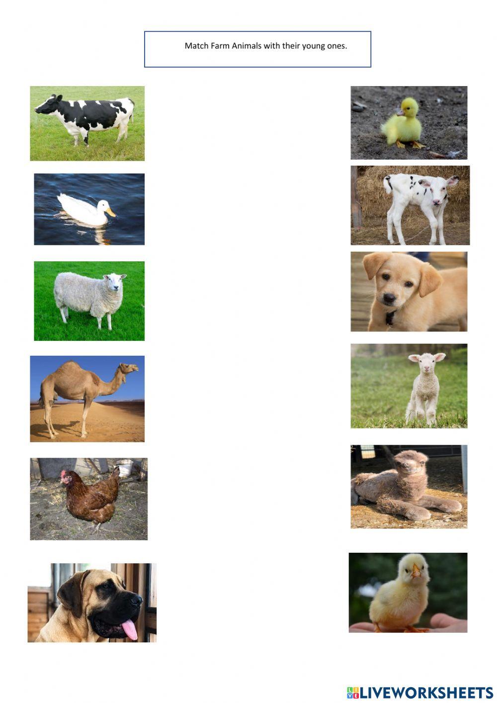 Farm Animals