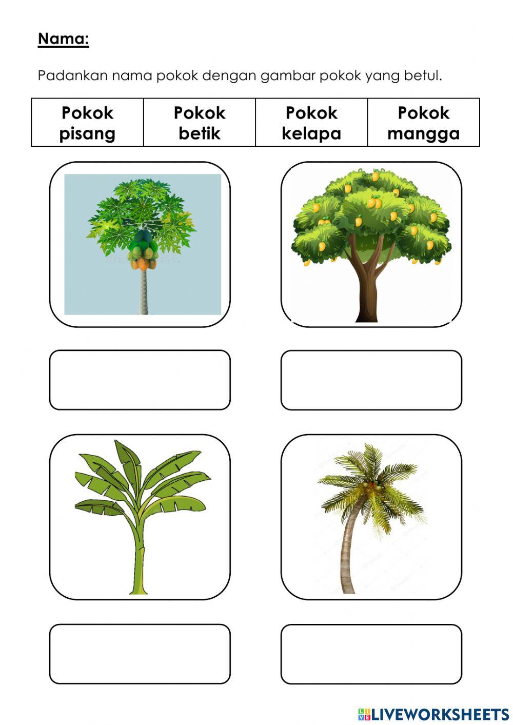 Latihan jenis jenis pokok