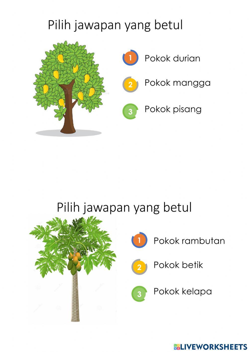 Latihan jenis jenis pokok