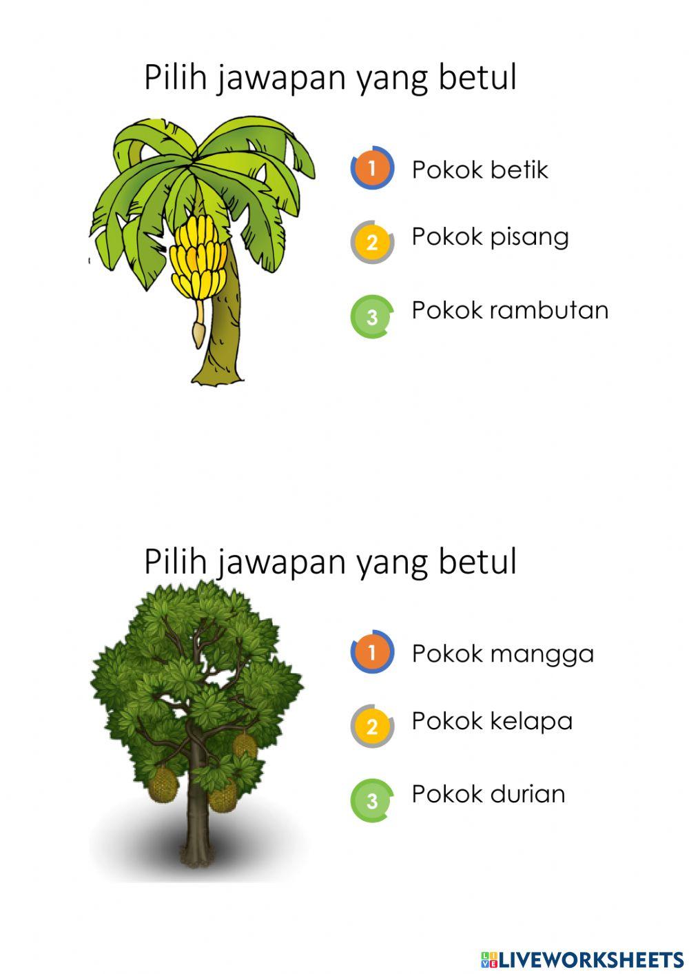 Latihan jenis jenis pokok
