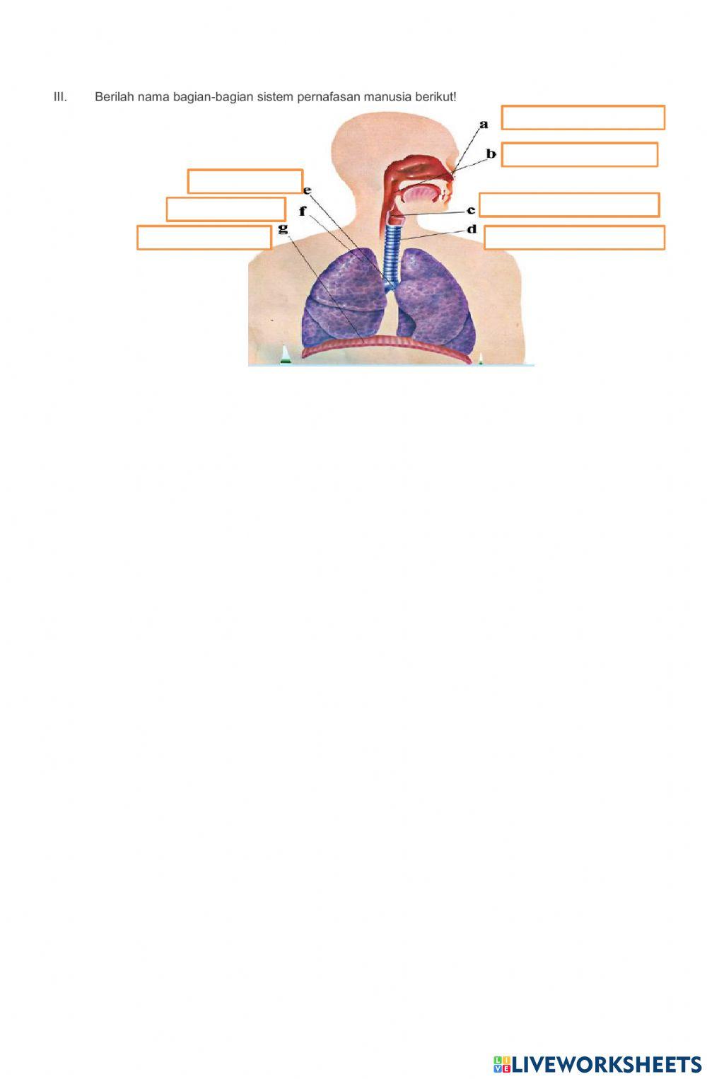 Sistem pernafasan manusia