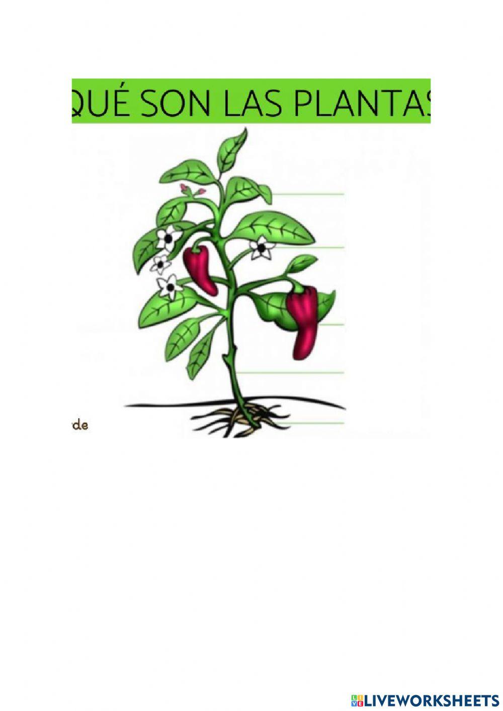 Planta