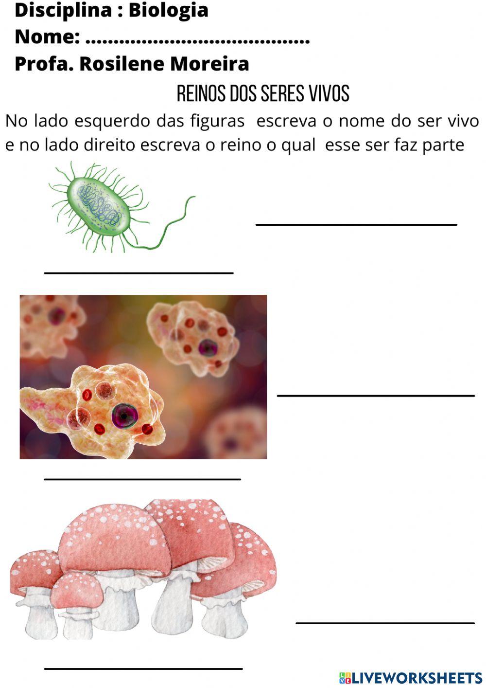 Reino dos seres vivos