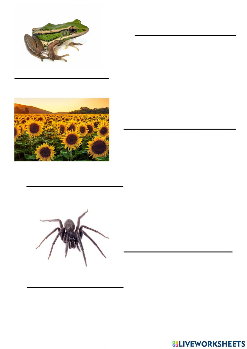 Reino dos seres vivos