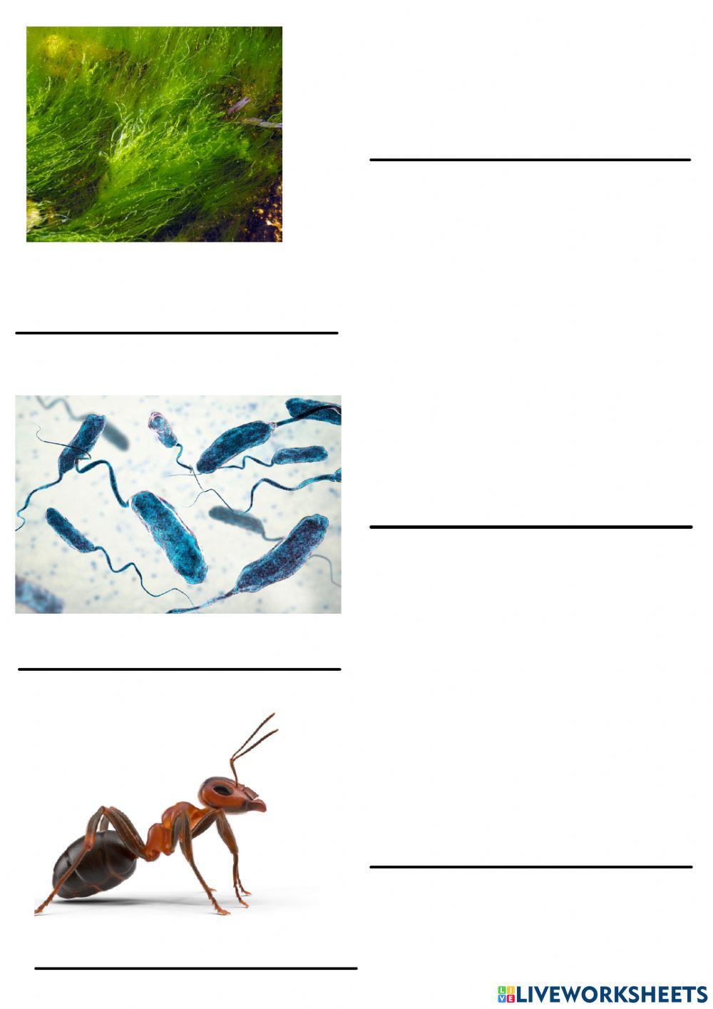 Reino dos seres vivos