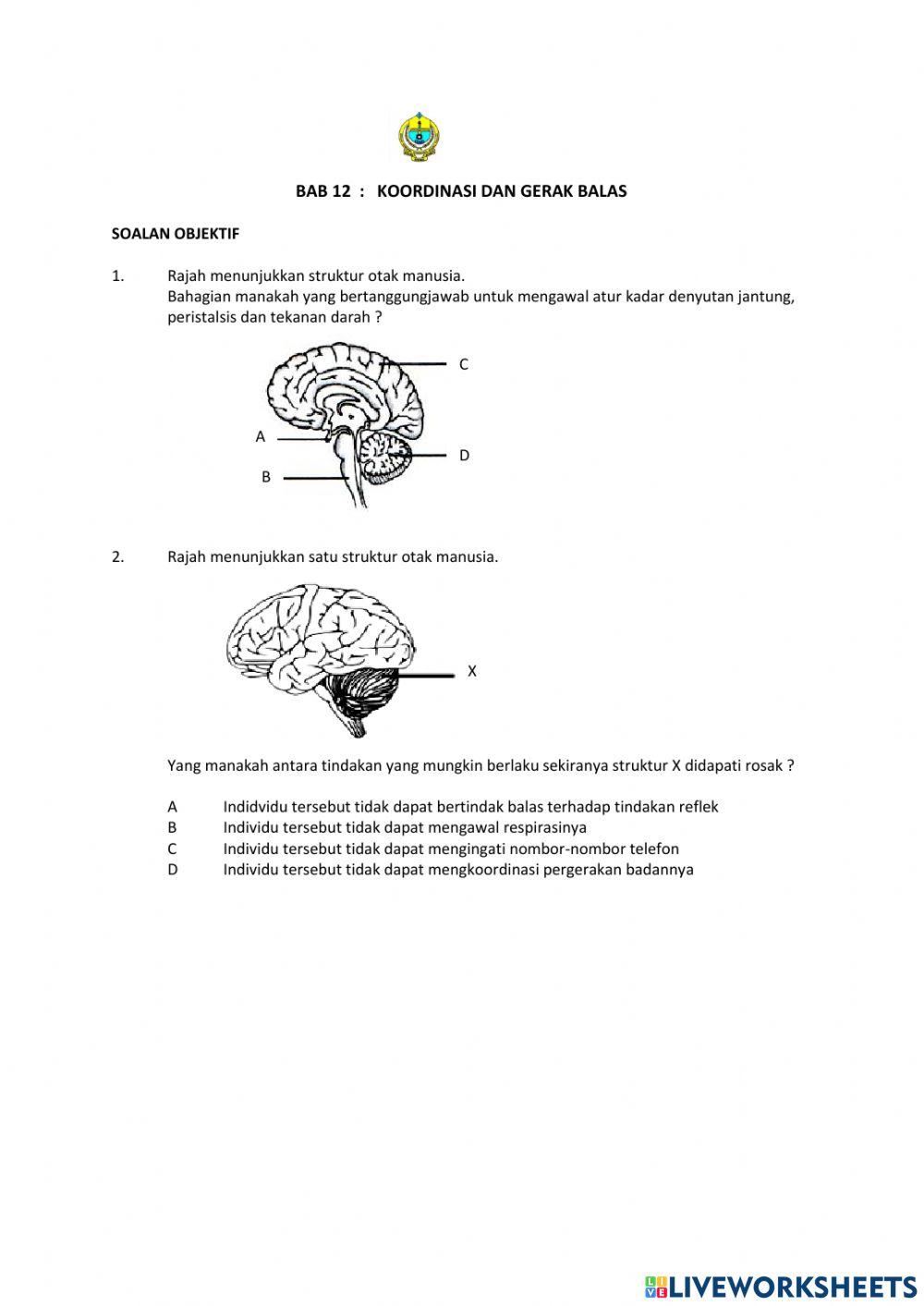 Koordinasi dan gerak balas dalam manusia