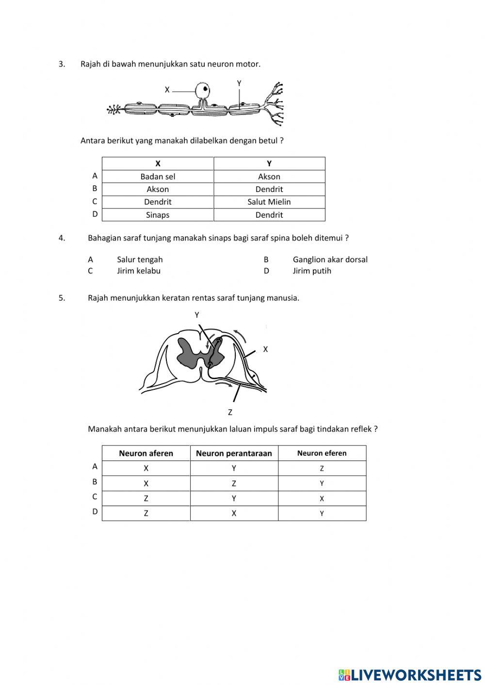 Koordinasi dan gerak balas dalam manusia