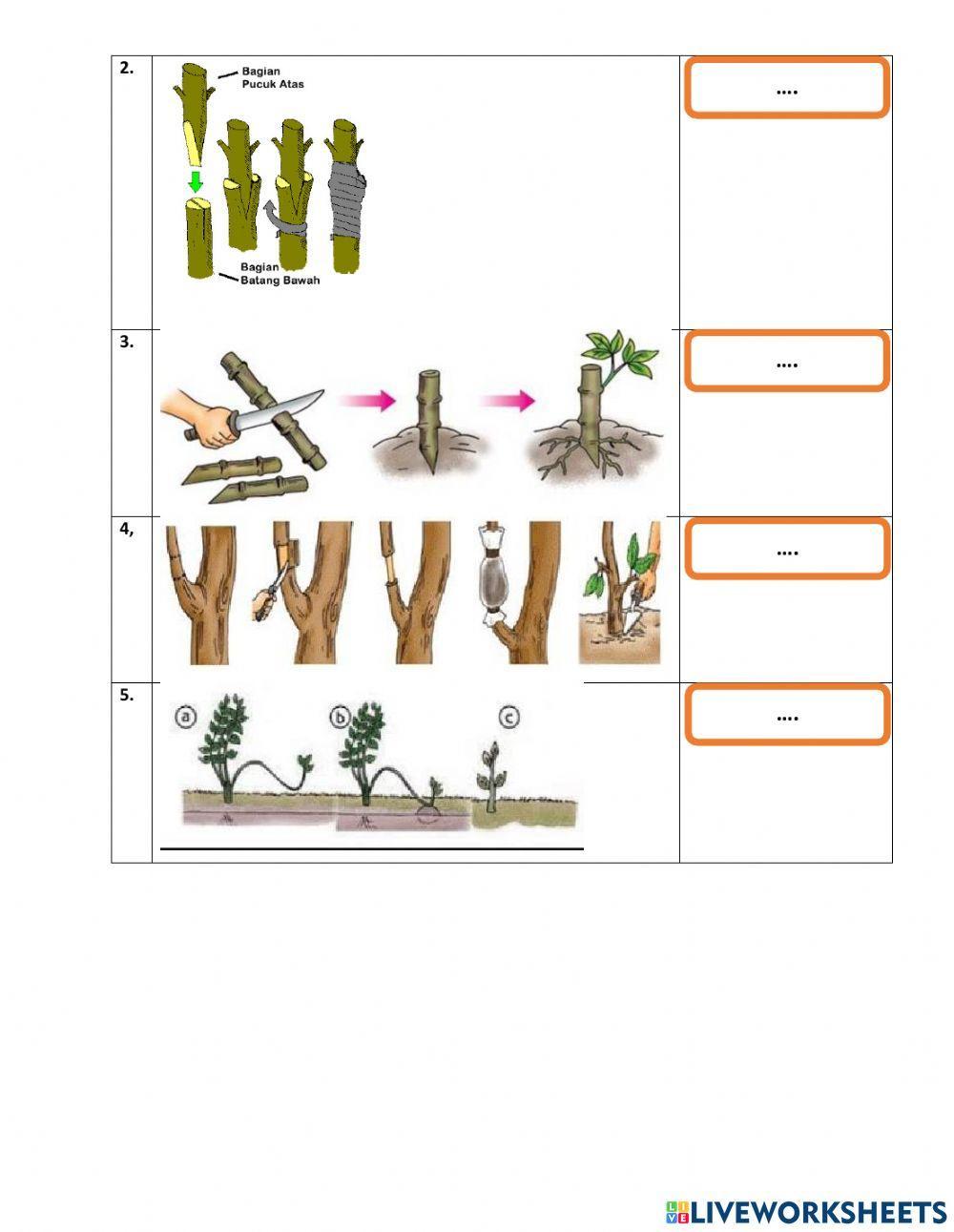 Perkembangbiakan Tumbuhan