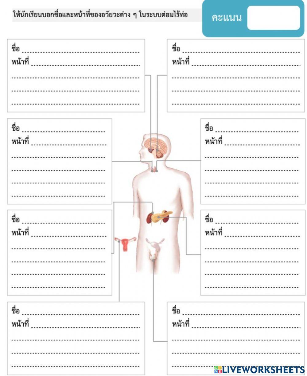 ระบบต่อมไร้ท่อ