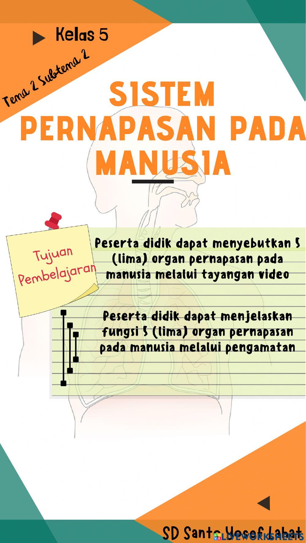 Sistem Pernapasan Pada Manusia
