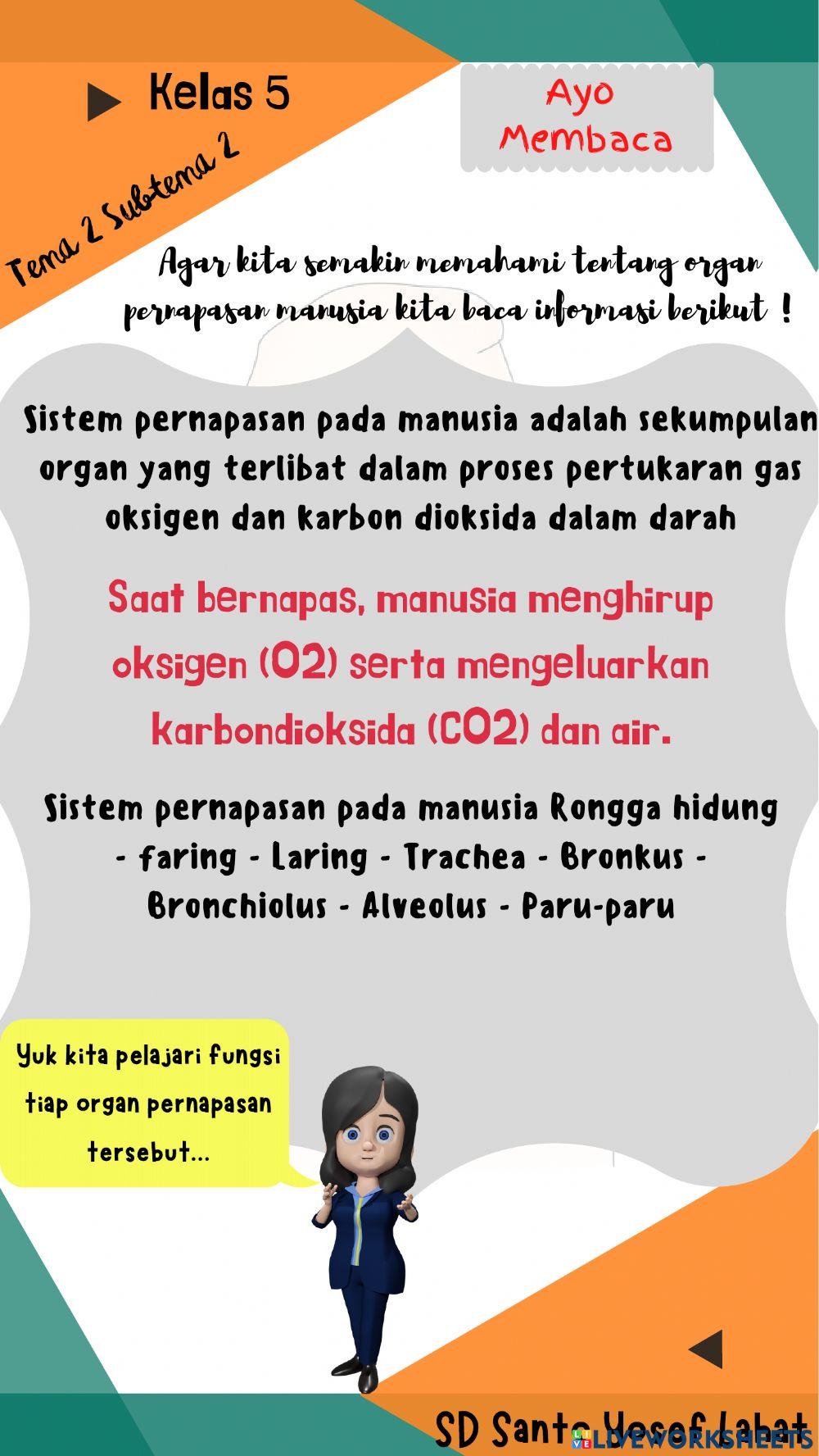 Sistem Pernapasan Pada Manusia