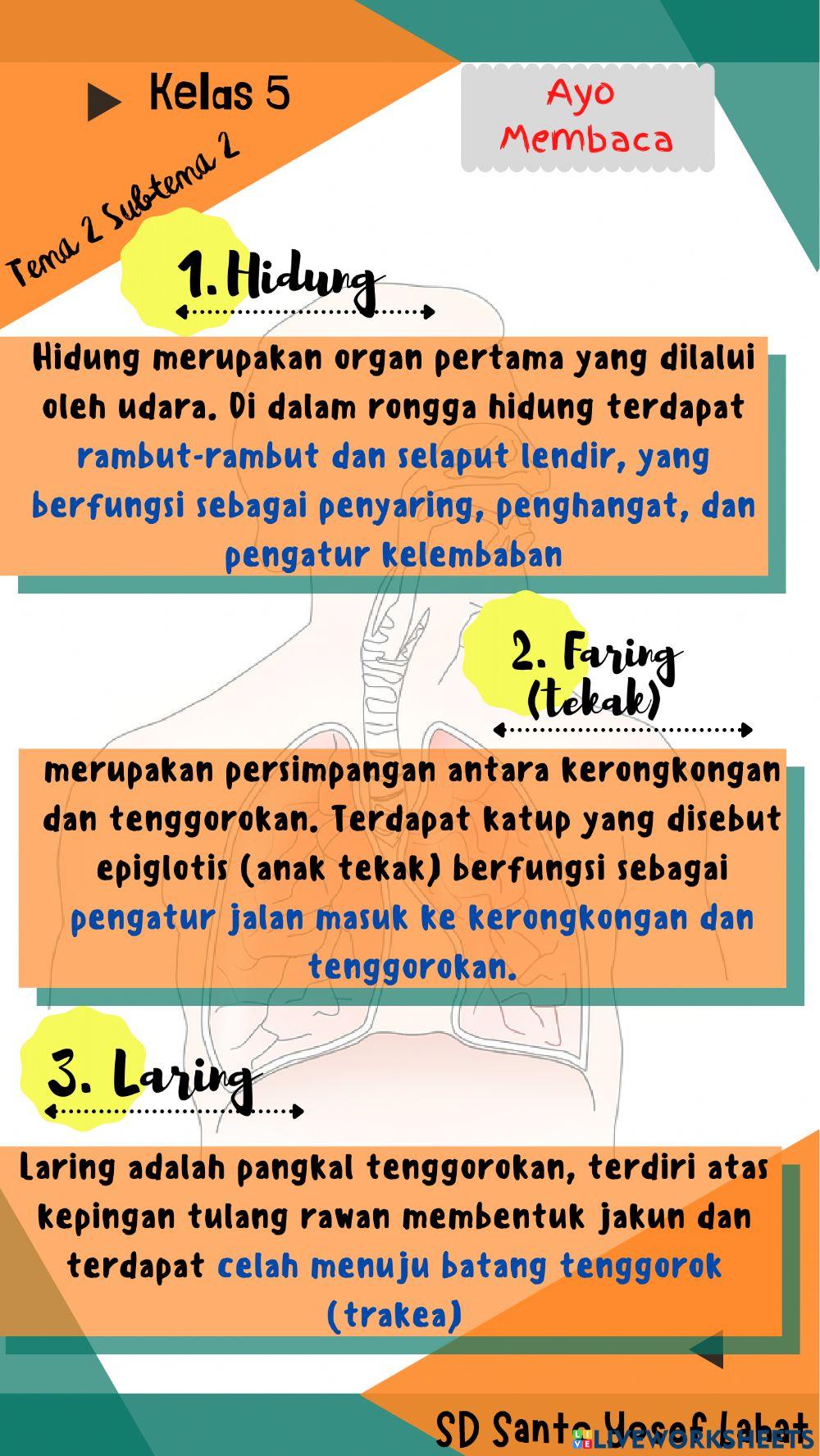 Sistem Pernapasan Pada Manusia