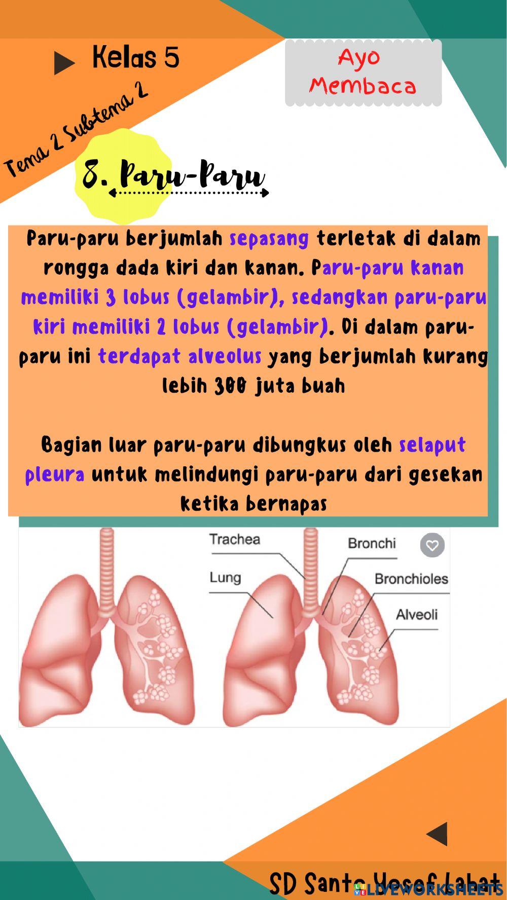 Sistem Pernapasan Pada Manusia
