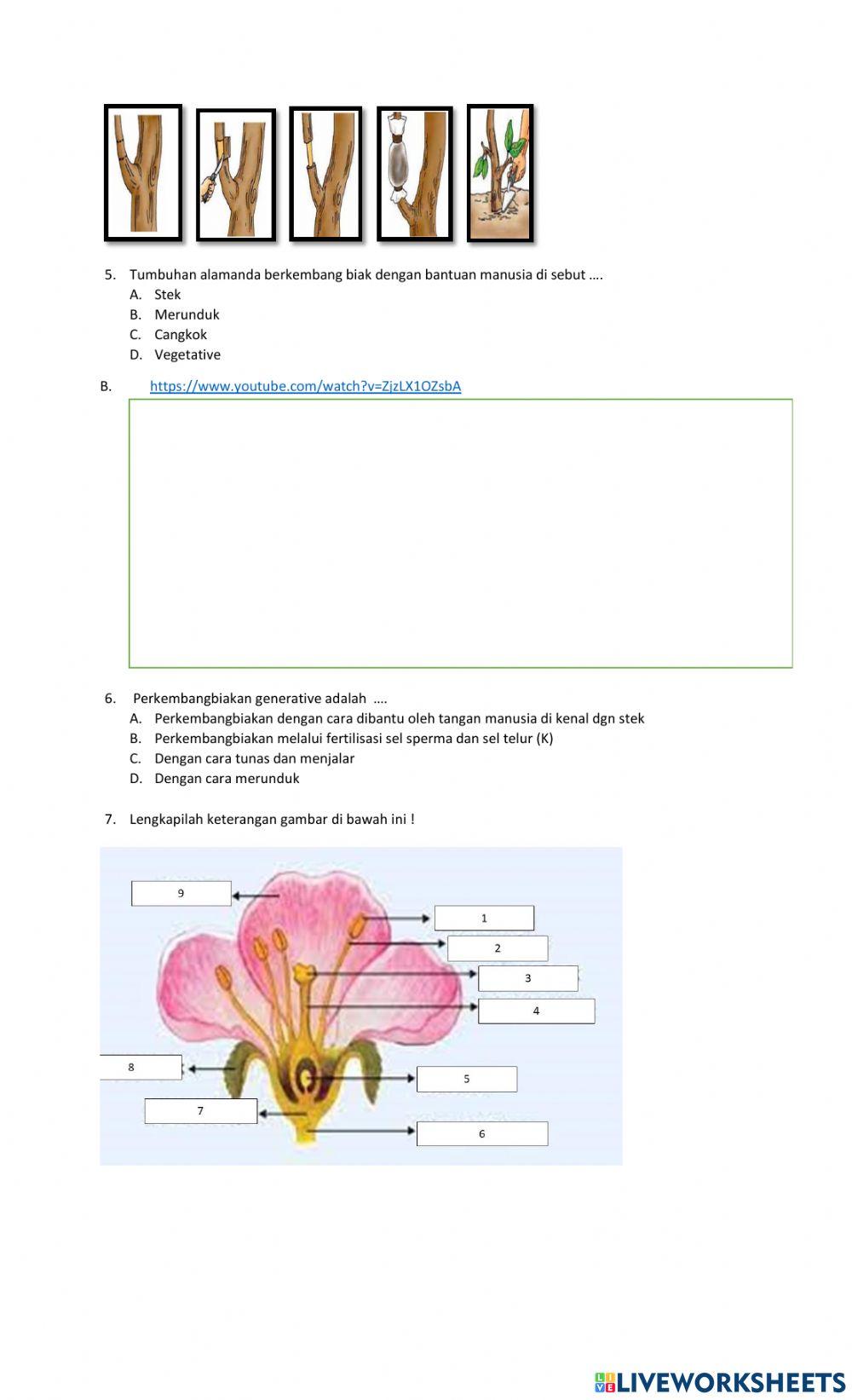 LKPD (Quiz) Sistem Perkembangan Tumbuhan