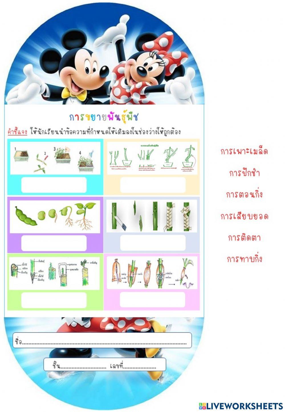 การขยายพันธุ์พืช ป.4-2