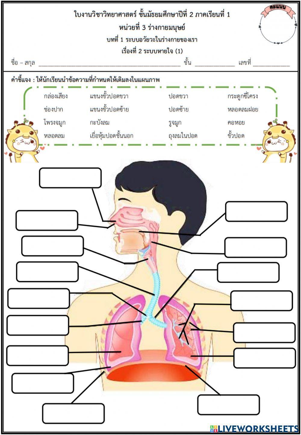 ระบบหายใจ1