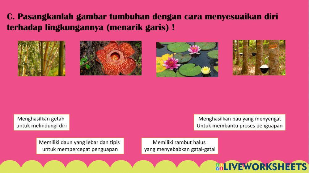 Adaptasi makhluk hidup