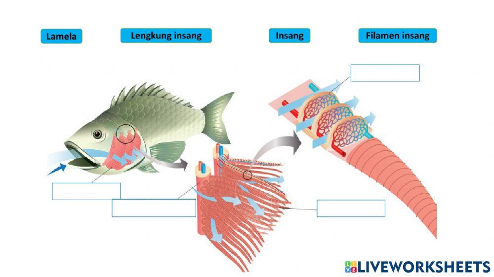 Biologi Ting 4 Bab 8 Struktur Respirasi