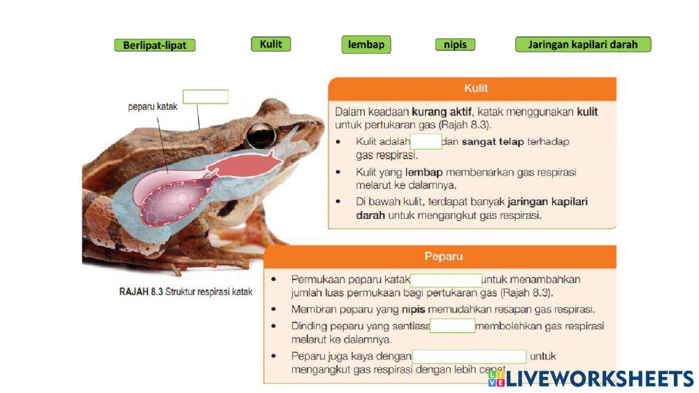 Biologi Ting 4 Bab 8 Struktur Respirasi