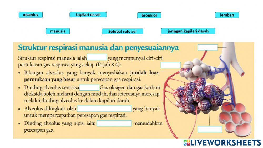 Biologi Ting 4 Bab 8 Struktur Respirasi