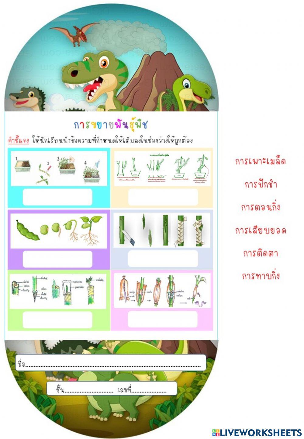 การขยายพันธุ์พืช ป.4-5