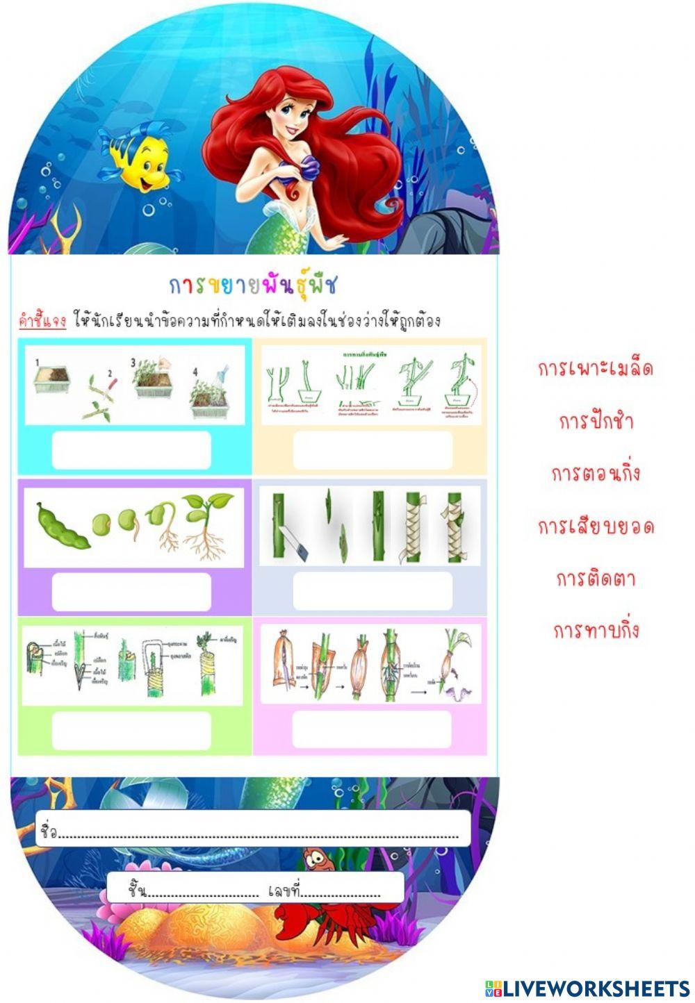 การขยายพันธุ์พืช ป.4-6