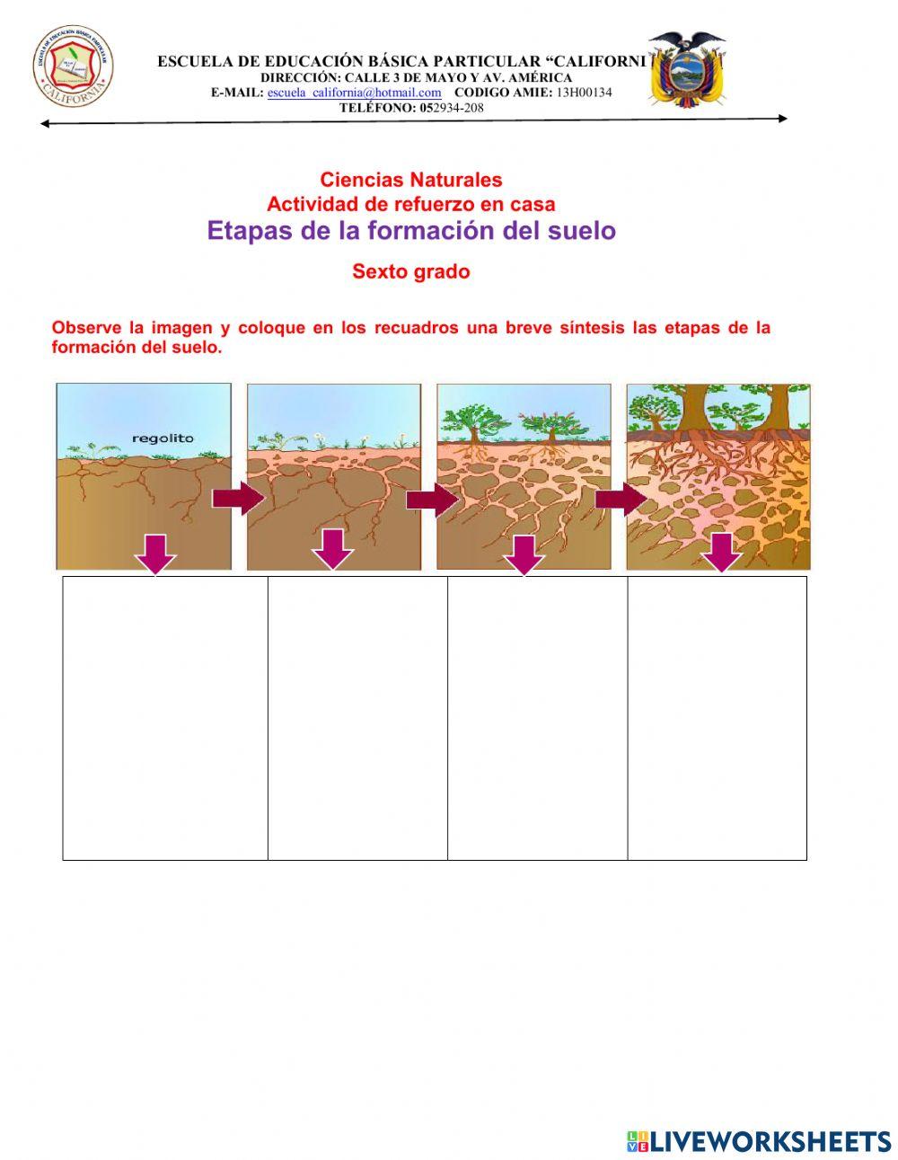 Etapas de la formación del suelo